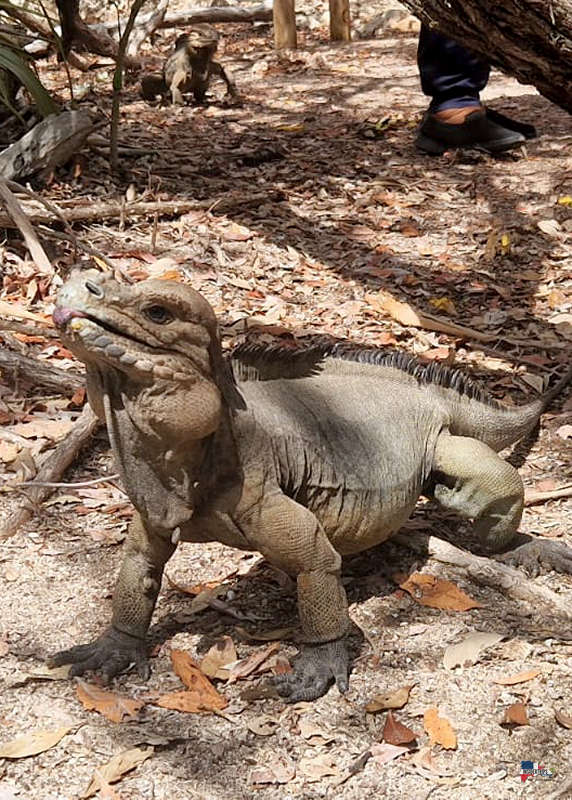 Cabo Rojo Pedernales InsiderTrips
